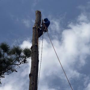 JJ Garcia Professional Tree Service