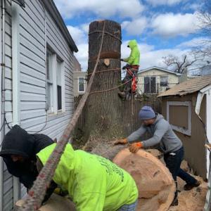 Timber Wood Tree Service
