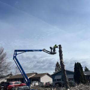Madrigal Tree Services