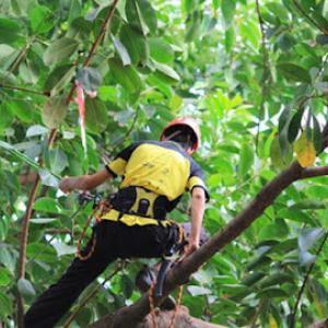 Go Green Tree & Stump Removal