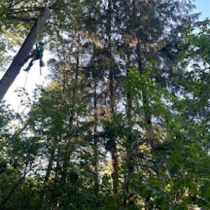 Tree Service of North Liberty
