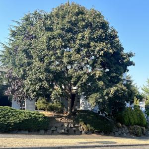 Green Belt Tree Care