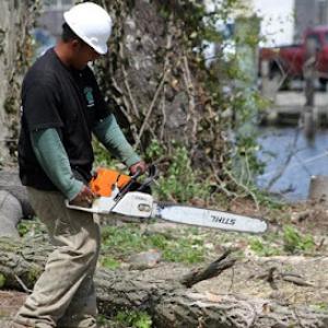 Tree Trimming & Pruning Nassau County
