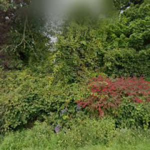 Thompson Tree & Crane Services