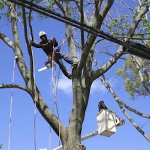 All Island Tree Service & Removal Suffolk County