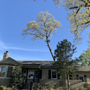 2 Brother's Tree Service