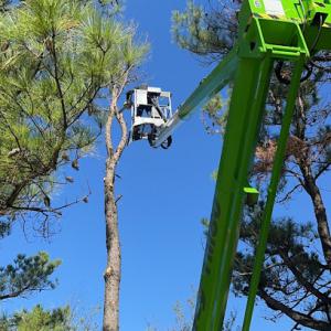 Route 66 Tree Service