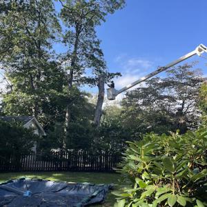 Holiday Tree Service