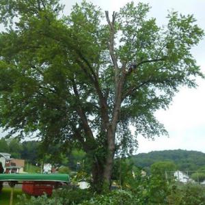 Mathews Tree Service