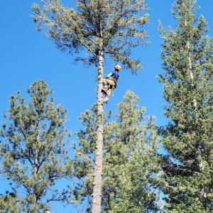 Tamarack Tree Experts