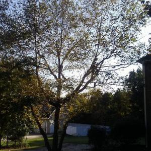 Graham's Tree Service