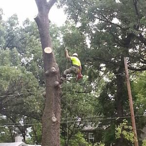 Mr Rogers Tree Service