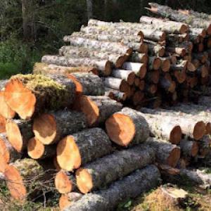 All Purpose Tree Service