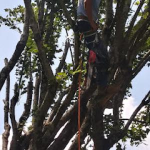 Brandon Bays Lawn & Tree Experts