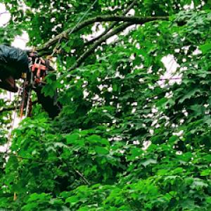 Taiga Woods Tree Care