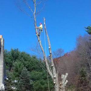 Arbor Vita Tree Service