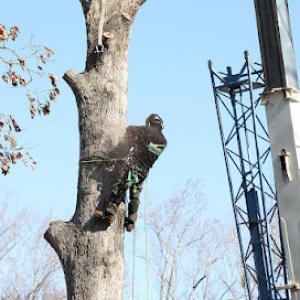 Gonzalez Tree Pros & Crane