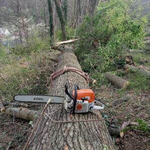 Proctor Family Tree Service