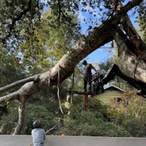 Reliable Tree Service