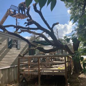 Eagle Tree & Lawn Care