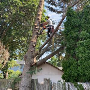 Ward’s Tree Service