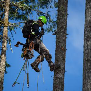 Solo Tree Service
