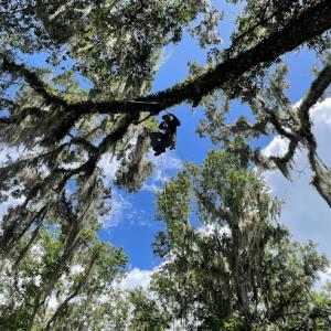 Branch Out Tree Solutions