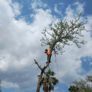Sunnyside Tree Service