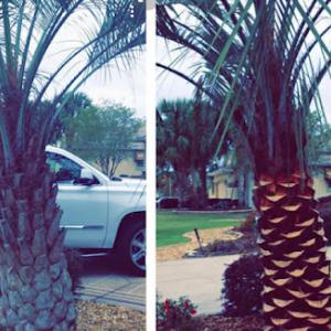 Mahan's Tree Service & Landscaping