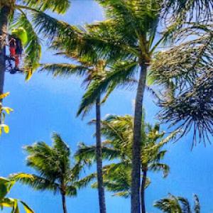 SPIKELESS PALMS OF HAWAII: Eco-Friendly Palm + Tree Care
