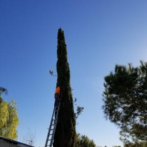 Raul's Tree Hauling Murrieta Services