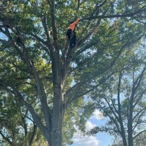 Macias Tree Service