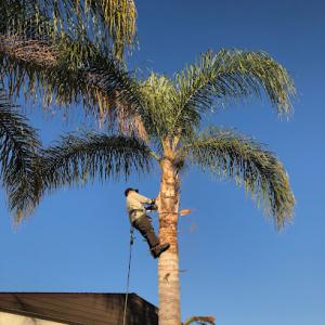 The brothers trees & palms service