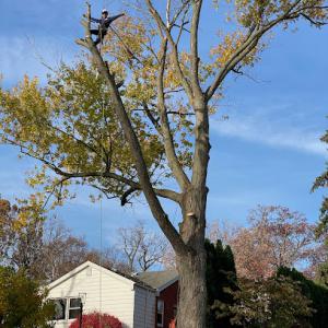 Lopez tree & Landscape Services