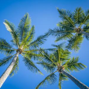 Phoenix Palm Tree Services
