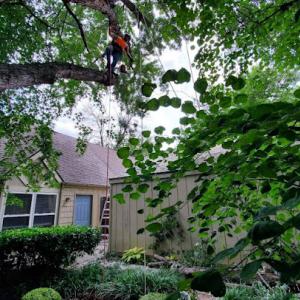 Groni's Lawn & Tree Service
