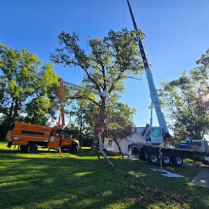 Modern Tree Solutions