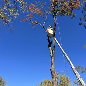 Integrity Tree Service