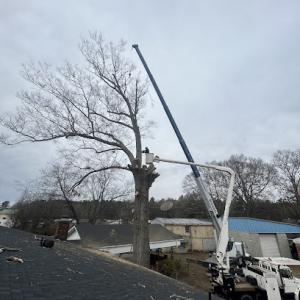 Upstate tree solutions