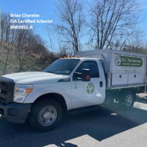 BC Tree Service
