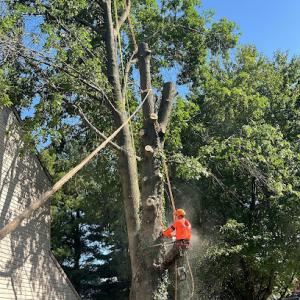 Red Maple Tree Professional