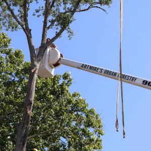 Artmire's Urban Forestry & Tree Service