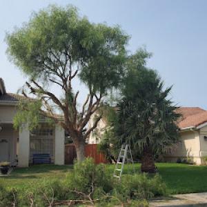 Matthew's Tree service