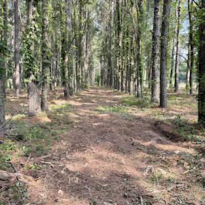 Great Axcess Land Clearing & Mulching Service