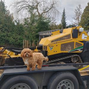 Good's stump grinding services