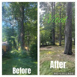 Vital Tree Care