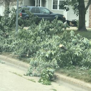Madison Tree Removal