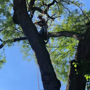 Vanderbilt Tree Service Madison