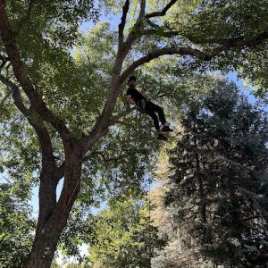 Verdant Valley Tree & Landscaping