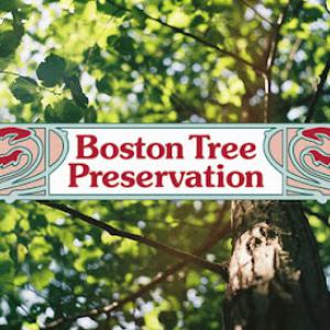 Boston Tree Preservation